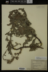 Cirsium arvense image