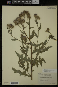 Cirsium arvense image