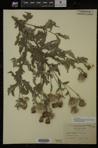 Cirsium arvense image