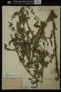 Cirsium arvense image