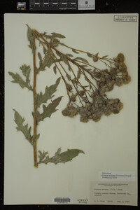 Cirsium arvense image