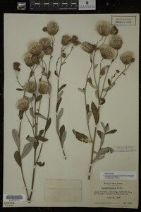 Cirsium arvense image