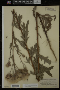 Cirsium arvense image