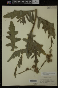 Cirsium arvense image