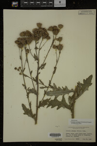 Cirsium arvense image