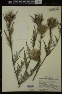 Cirsium discolor image