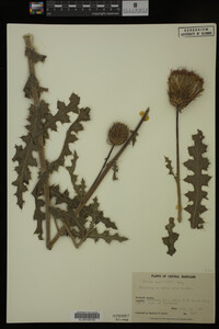 Image Associated With the Occurrence