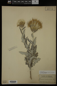 Image Associated With the Occurrence