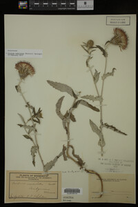 Image Associated With the Occurrence