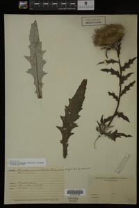 Image Associated With the Occurrence