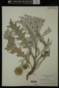 Image Associated With the Occurrence