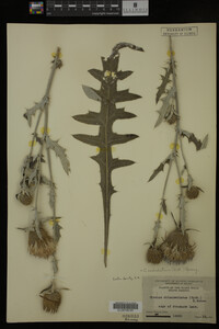 Image Associated With the Occurrence