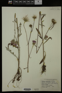 Image Associated With the Occurrence