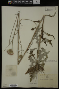 Image Associated With the Occurrence