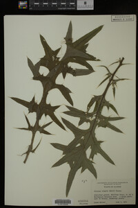 Image Associated With the Occurrence