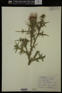 Image Associated With the Occurrence
