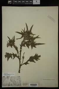Image Associated With the Occurrence
