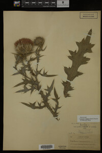 Image Associated With the Occurrence