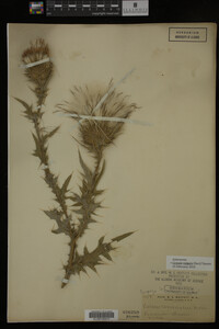Image Associated With the Occurrence