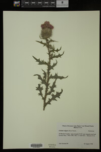 Image Associated With the Occurrence