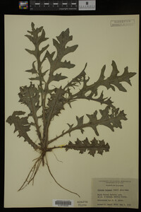 Image Associated With the Occurrence