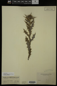 Image Associated With the Occurrence