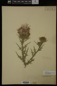 Image Associated With the Occurrence