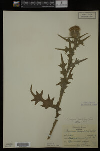 Image Associated With the Occurrence