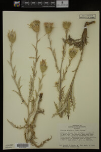 Image Associated With the Occurrence