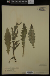 Media resource of Cirsium wrightii