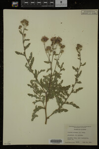 Cirsium arvense image