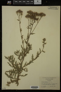 Cirsium arvense image