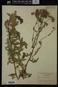 Cirsium arvense image