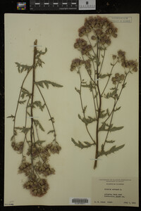 Cirsium arvense image