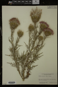 Cirsium discolor image