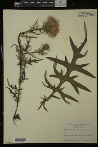 Cirsium discolor image
