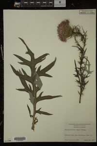 Cirsium discolor image