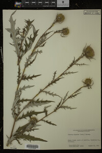 Cirsium discolor image