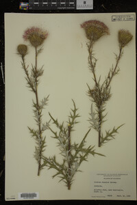 Cirsium discolor image