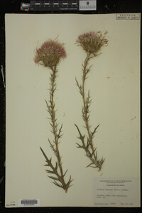 Cirsium discolor image