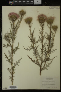 Cirsium discolor image
