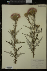 Cirsium discolor image