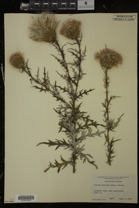 Cirsium discolor image