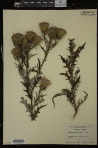 Cirsium discolor image