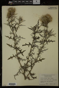 Cirsium discolor image