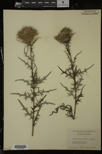 Cirsium discolor image