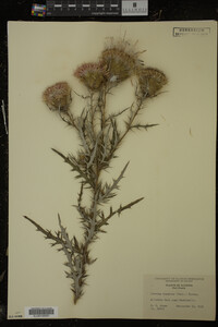 Cirsium discolor image