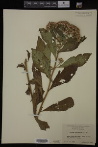 Image Associated With the Occurrence