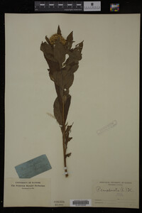 Image Associated With the Occurrence
