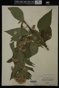 Image Associated With the Occurrence